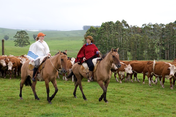 Uruguay cattle drive